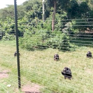 Ngamba Island Chimpanzee Santuary Electric fencing installation by Esa Tytans Uganda